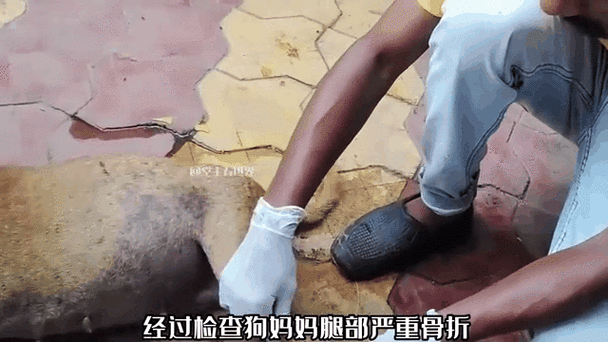 港彩二四六天天好资料和被狗主人殴打致骨折与狗被打骨折了怎么办