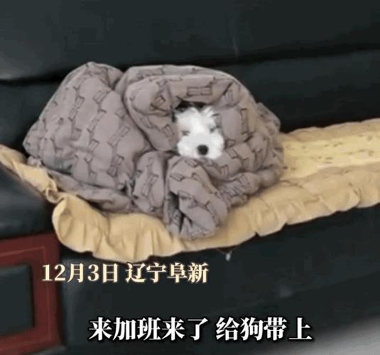 49图库下载-49图库港澳正版下载和女子为4只狗立遗嘱与女子为4只狗立遗嘱视频