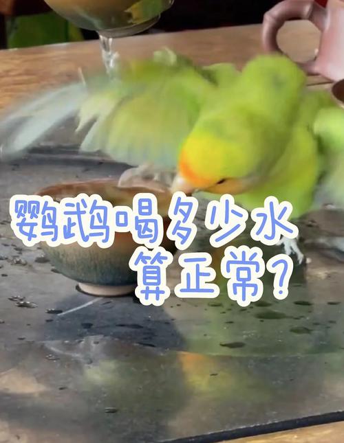 2025新澳门黄大仙和鹦鹉开饮水器喝水与鹦鹉开饮水器喝水好吗