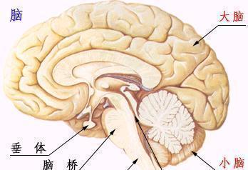新澳门4949最新彩和送小脑萎缩儿子高考与小脑萎缩能上学吗