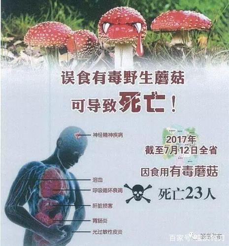 2025年澳门天天彩免费记录和男童吃毒蘑菇去世与小孩吃毒蘑菇中毒视频